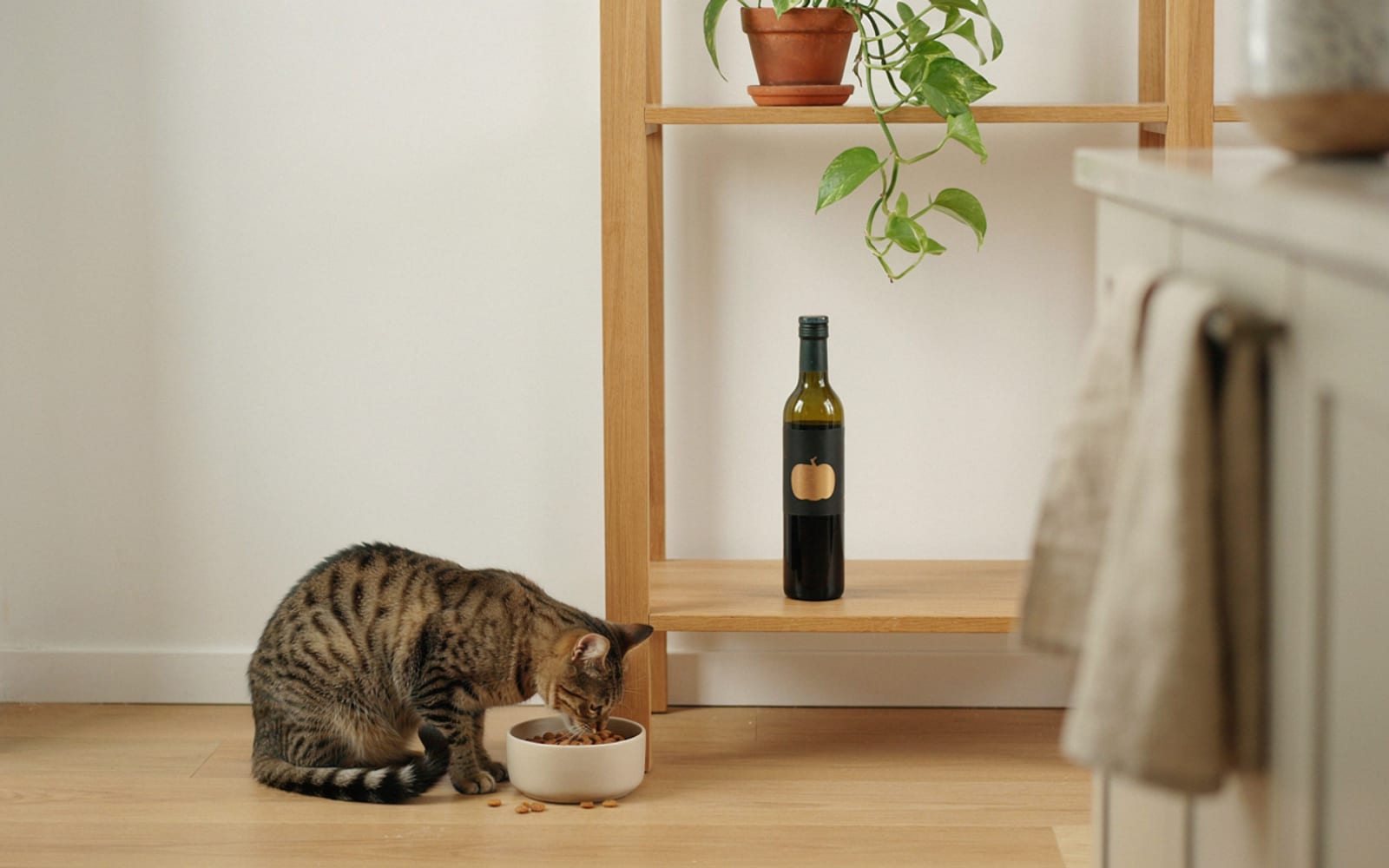 Kürbiskernöl für Katzen – Bild 1