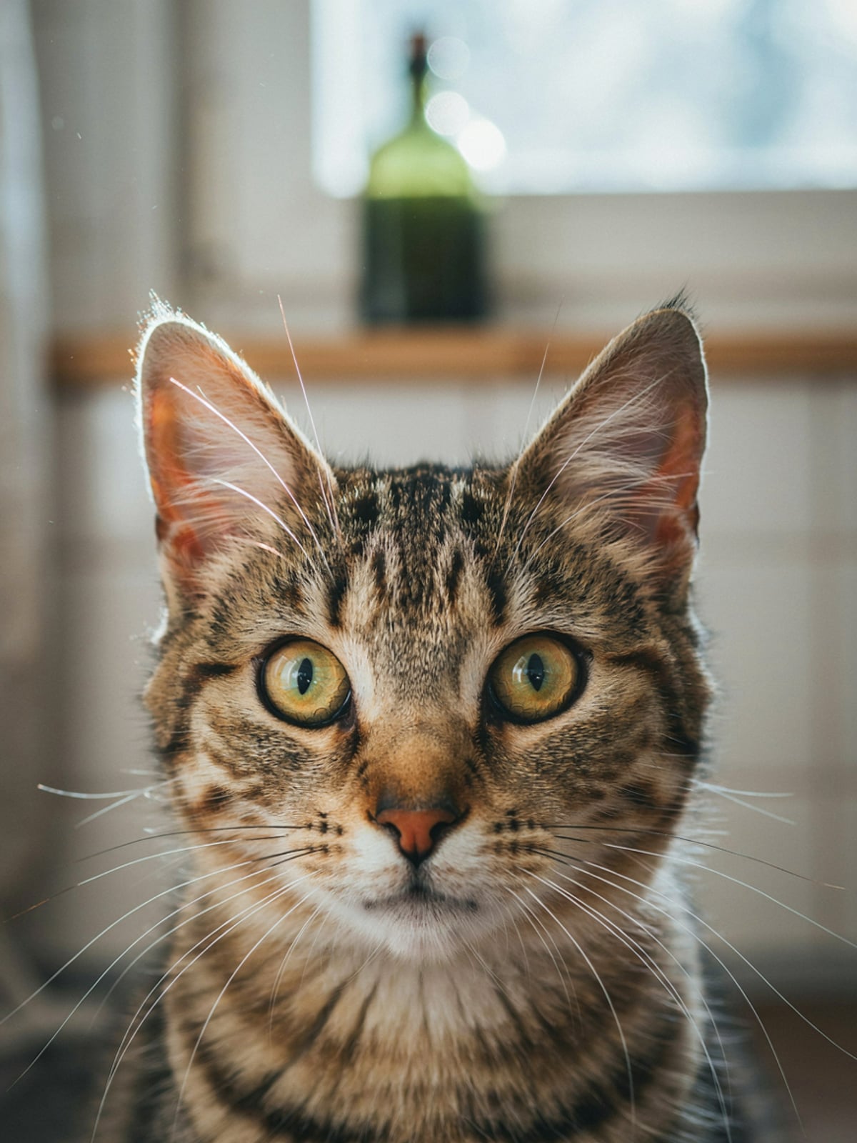 Kürbiskernöl für Katzen – Bild 3